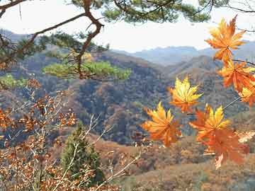 山东梦斯绮公司在哪里（山东梦斯绮生物科技有限公司是骗局吗）
